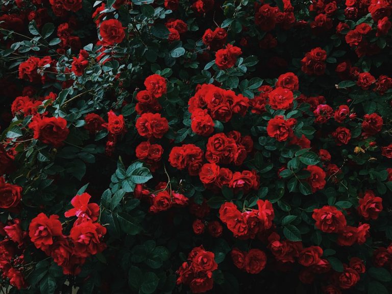 Photo red roses