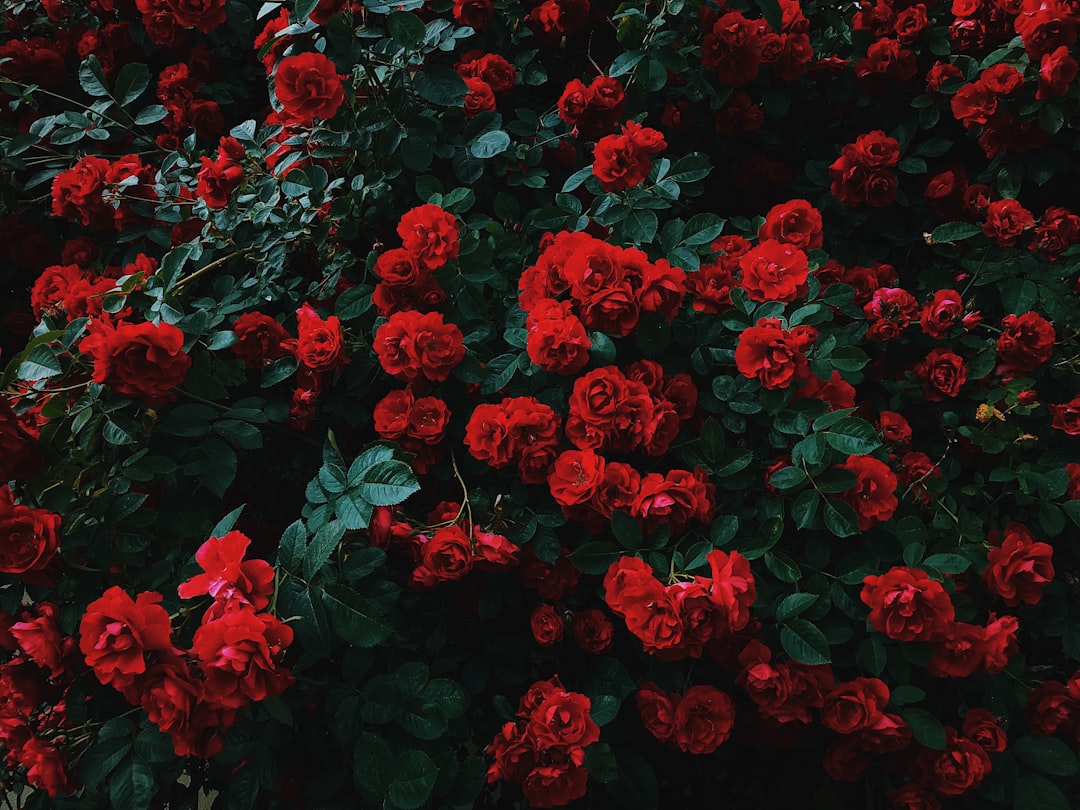 Photo red roses