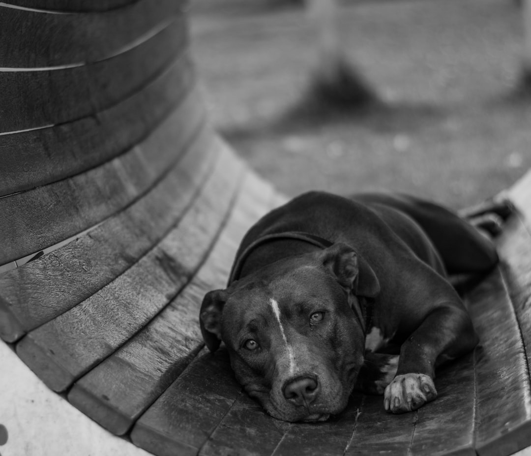 Photo Dog, Happiness